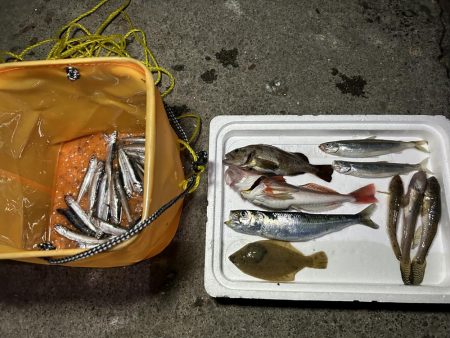 小樽港での投げ釣りとサビキ釣り!!!