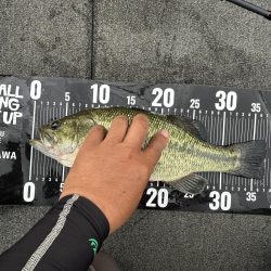 ヤミーで37センチ