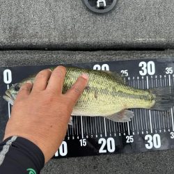 ヤミーで36センチ