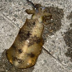 イカヤキソバが食べたくて