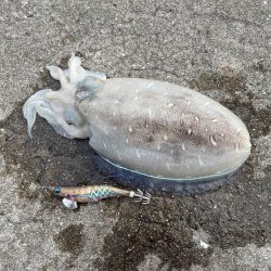 一投目はいつもフレッシュ