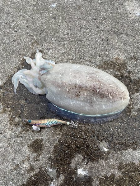 一投目はいつもフレッシュ