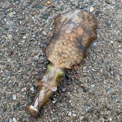 イカハンバーグが食べたくて