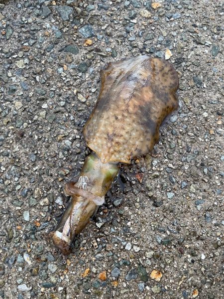 イカハンバーグが食べたくて