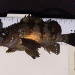 エギング釣れないのでメバル