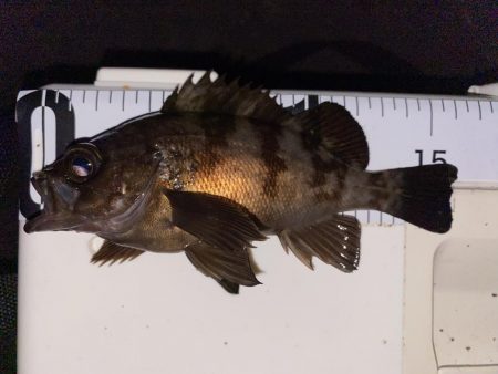 エギング釣れないのでメバル