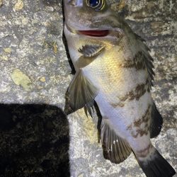 渋いけど嬉しい釣果とアジ調査