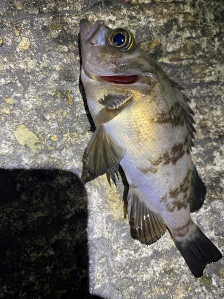 渋いけど嬉しい釣果とアジ調査