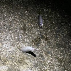 夜な夜な豆アジ乱舞‼️