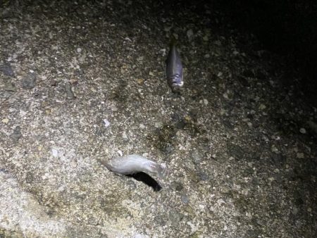 夜な夜な豆アジ乱舞‼️