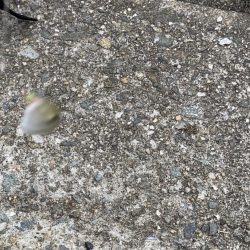 サビキリベンジ