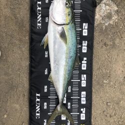 久しぶりのメジロ