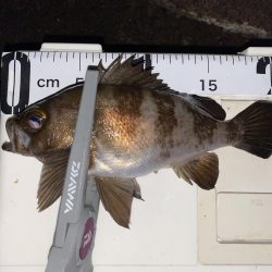 価値ある1匹とガシラッシュ