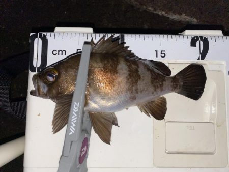 価値ある1匹とガシラッシュ