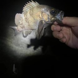 今日も仕事終わりに