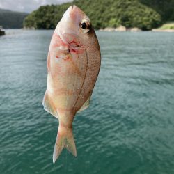 紀州釣り
