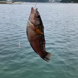 ファミリーフィッシングで7目