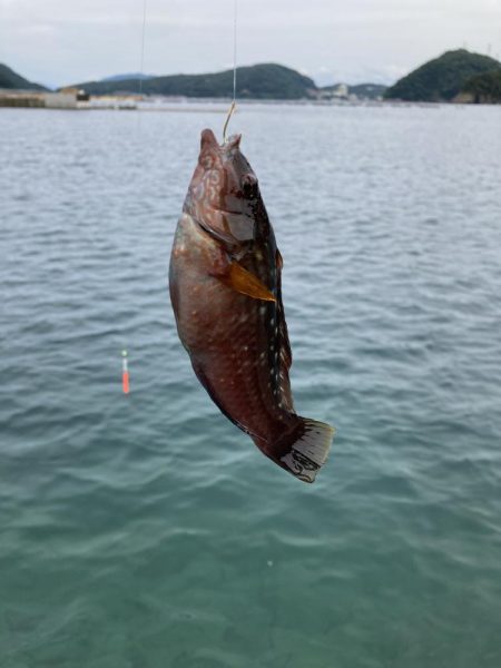 ファミリーフィッシングで7目