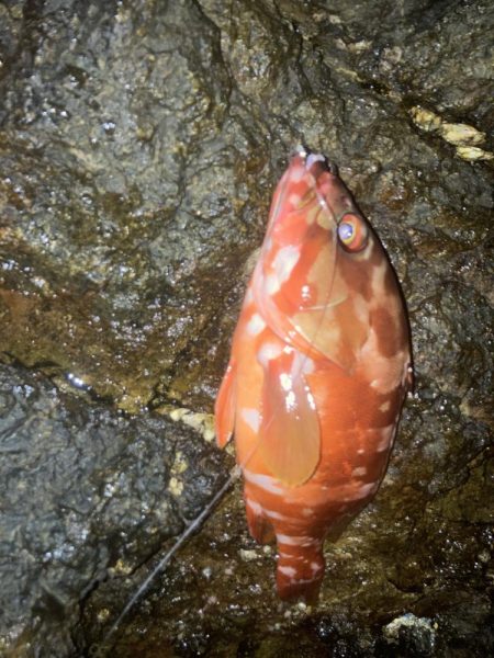 ケンカ別れ後のアカハタ