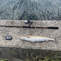 サゴシ釣りの予定が〜