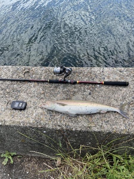 サゴシ釣りの予定が〜