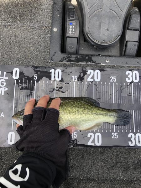 やっぱりジミーシュリンプ！