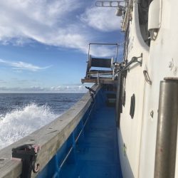 イカ&アジ&サバー