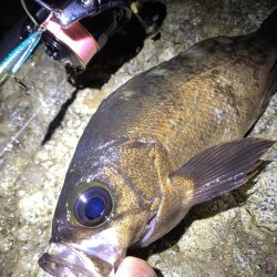 満月大潮でも釣れますね！