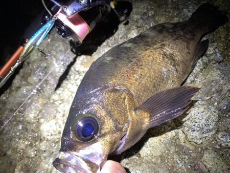 満月大潮でも釣れますね！