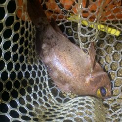 最終メバリング