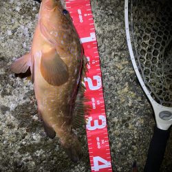 キジハタ釣行行ってきました!