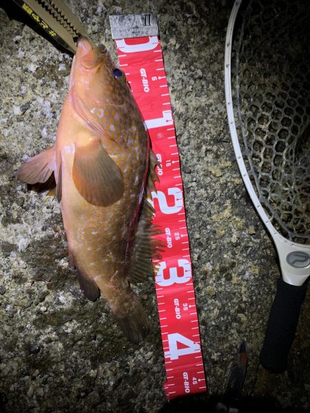 キジハタ釣行行ってきました！