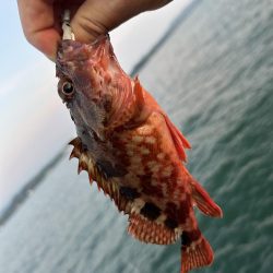 やっとマシガッシー!