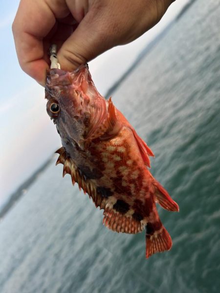 やっとマシガッシー！