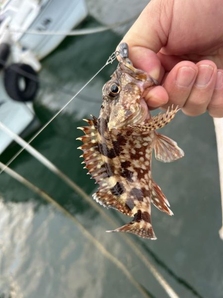 ガッシーは裏切らない！