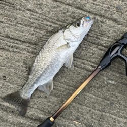 チヌポでキビレがセイゴに変わった