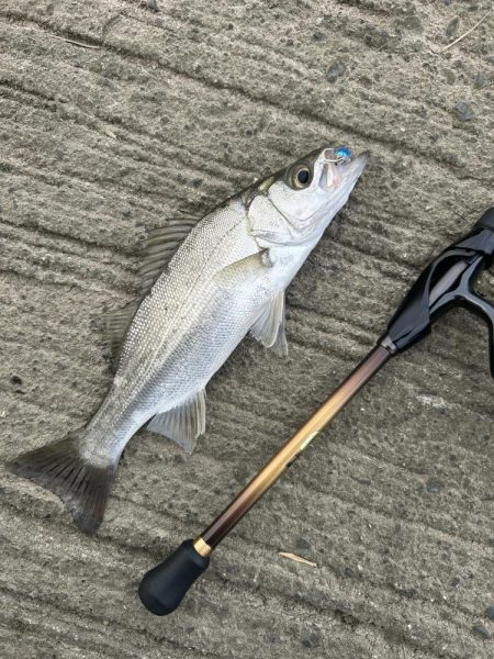 チヌポでキビレがセイゴに変わった