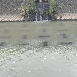 ナマズさん！！