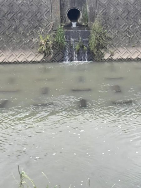 ナマズさん！！