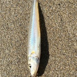 釣れてると聞いたので!!