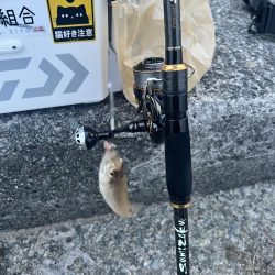 今日は渋かったらしいです