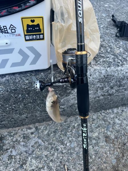 今日は渋かったらしいです