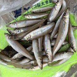 今回もキス釣り！！