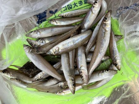 今回もキス釣り！！