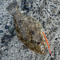 青物狙いで結果はヒラメ