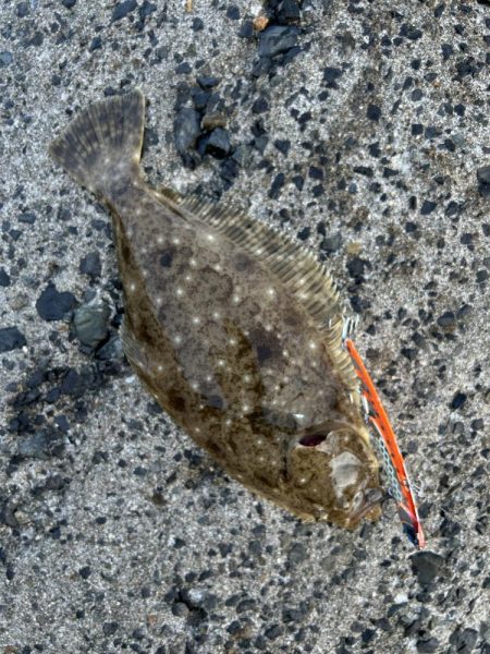 青物狙いで結果はヒラメ