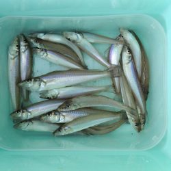 梅雨の晴れ間のキス釣り