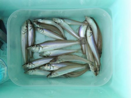 梅雨の晴れ間のキス釣り