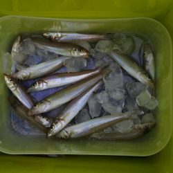 濁りで渋くピンギスばかり