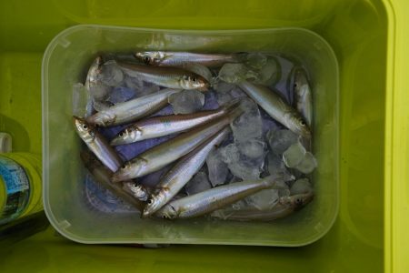 濁りで渋くピンギスばかり